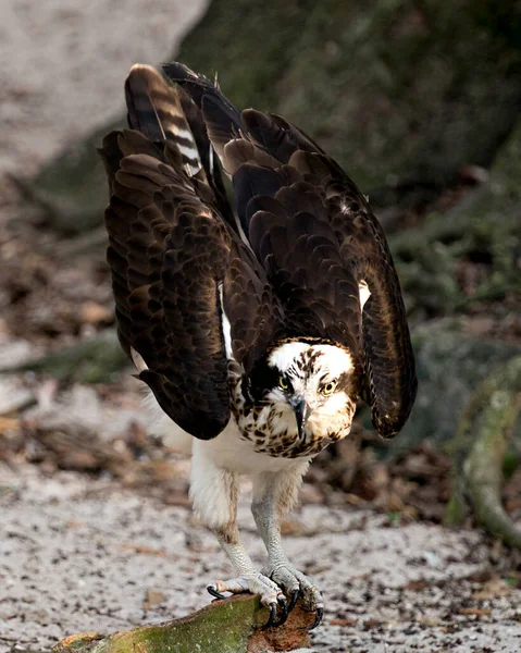 Osprey Bird Close Profile View Spread Wings Bokeh Background Exibindo — Fotografia de Stock