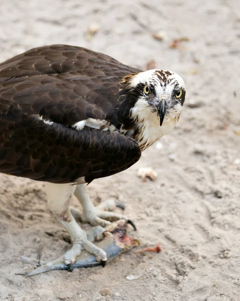 Osprey Bird Close Profile View Olhando Para Câmera Com Peixe — Fotografia de Stock