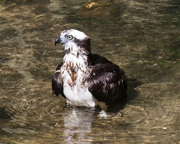 Osprey Tête Oiseau Vue Profil Rapprochée Dans Eau Montrant Des — Photo