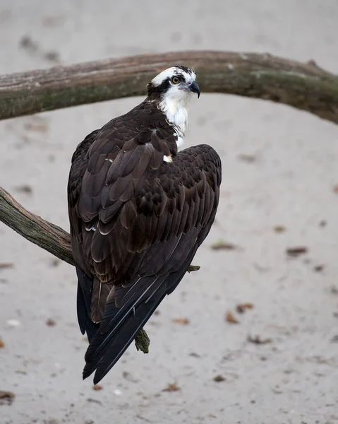 Osprey Bird Vue Profil Rapprochée Dans Ses Environs Son Environnement — Photo