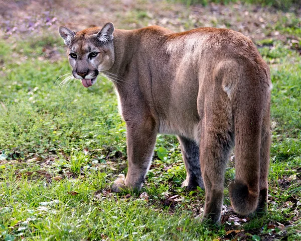 Pantera Animale Close Profilo Vista Con Sfondo Fogliame Nel Suo — Foto Stock