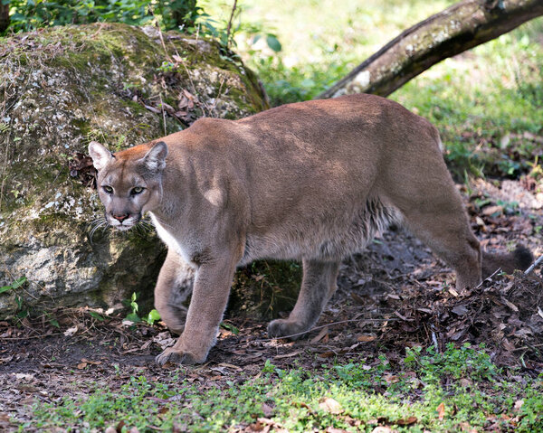 Panther animal  close-up profile view displaying brown fur, head, eye, nose, mouth, tail and paws in its environment and surrounding.