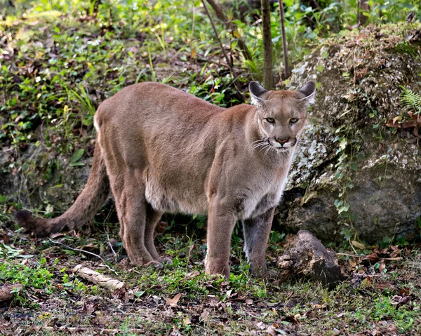 Panther Florida 'lı hayvan yakından profil görüntüsü kameraya bakarken gövdesi, başı, kulakları, gözleri, burnu, pençeleri, çevresindeki kuyruğu ve çevresini gözler önüne seriyor.