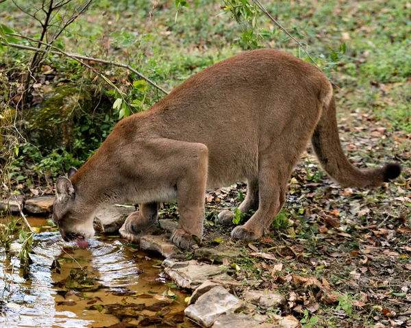 Panther Florida Animal Close Vista Del Perfil Agua Potable Con —  Fotos de Stock