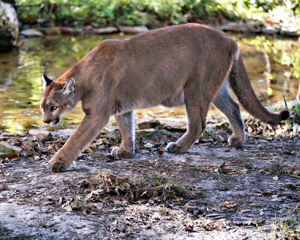 Panther Florida Animal Cerca Perfil Vista Que Camina Por Agua —  Fotos de Stock