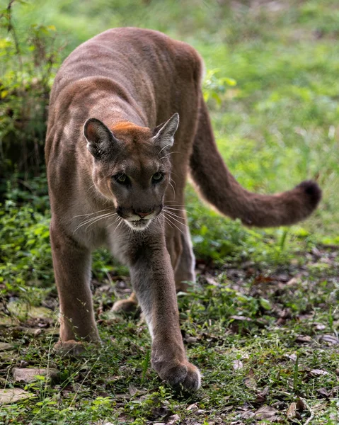 Pantera Animal Caminando Mirando Cámara Mostrando Cuerpo Cabeza Ojo Nariz — Foto de Stock