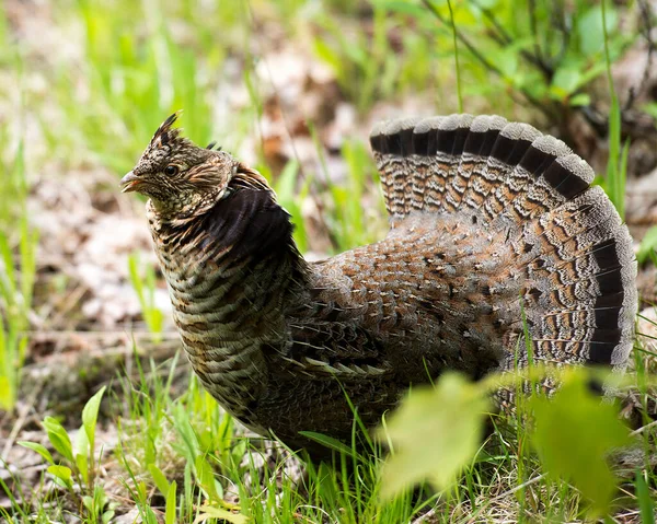 Tétras Huppé Mâle Perdrix Strates Plumage Accouplement Dans Forêt Avec — Photo