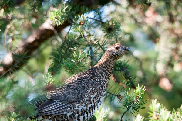 Partridge Bird Head Close Profile View Com Fundo Bokeh Floresta — Fotografia de Stock