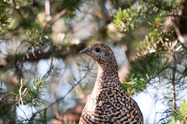 Partridge Bird Head Close Profile View Com Fundo Bokeh Floresta — Fotografia de Stock