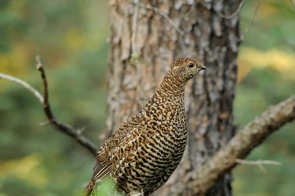 Partridge Pták Posazený Zblízka Profil Pohled Bokeh Pozadí Lese Jeho — Stock fotografie