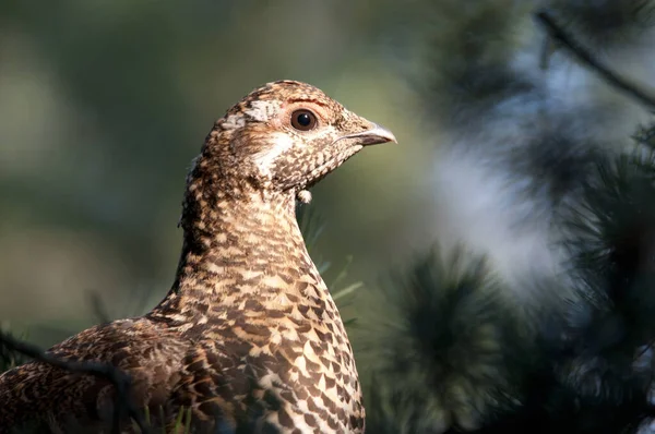 Partridge Pták Hlava Zblízka Profil Pohled Rozmazaným Pozadím Lese Jeho — Stock fotografie