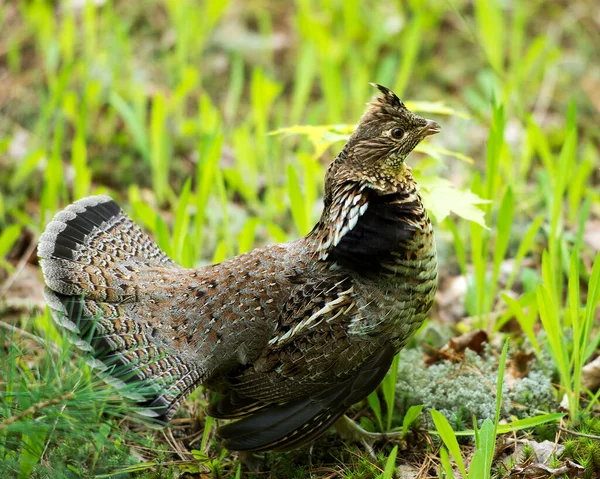 Perdiz Macho Ruffed Grouse Struts Acasalamento Plumagem Floresta Com Fundo — Fotografia de Stock