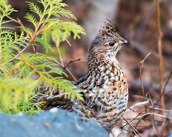 Partridge Bird Head Close Προβολή Προφίλ Στο Δάσος Κατά Την — Φωτογραφία Αρχείου