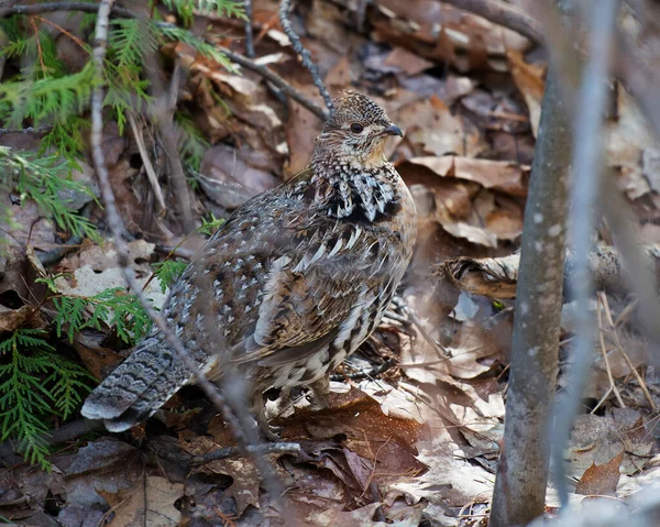 Oiseau Perdrix Marchant Dans Forêt Automne — Photo