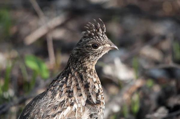 Partridge Pták Hlava Close Profil Pohled Lese Podzimní Sezóně — Stock fotografie