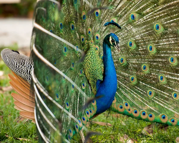 Pfauenvogel Der Schöne Bunte Vogel Pfauenvogel Mit Aufklappbarem Aufwändigem Fächer — Stockfoto