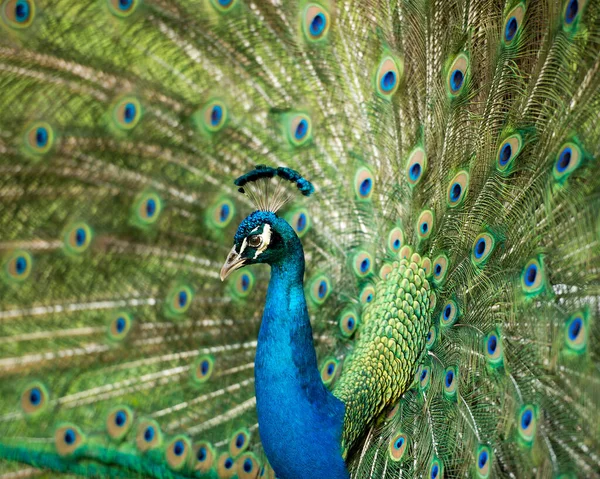 Pfauenvogel Der Schöne Bunte Vogel Pfauenvogel Mit Aufklappbarem Aufwändigem Fächer — Stockfoto