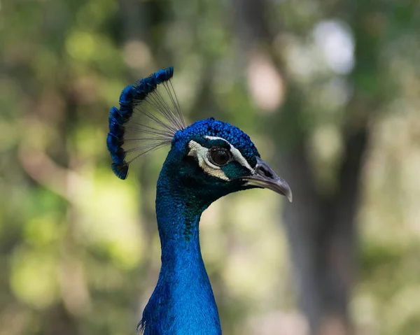 Peacock Madár Fej Közelkép Portré Profil Nézet Bokeh Háttér — Stock Fotó