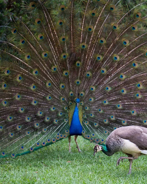 Peacock Bird Prachtige Kleurrijke Vogel Hofmakerij Met Een Vrouwelijke Pauw — Stockfoto