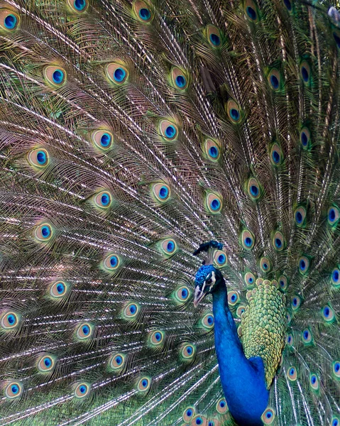 Pfauenvogel Der Schöne Bunte Vogel — Stockfoto