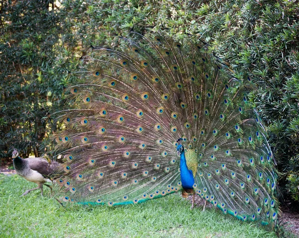 Pavão Belo Pássaro Colorido Namoro Com Uma Fêmea Pavão Presente — Fotografia de Stock