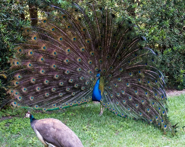 Pavão Belo Pássaro Colorido Namoro Com Uma Fêmea Pavão Presente — Fotografia de Stock