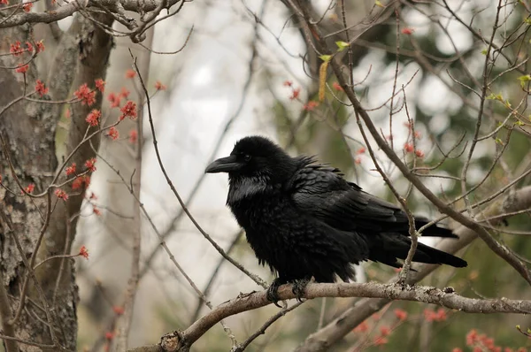 Rabenvogel Nahaufnahme Profil Ansicht Thront Mit Einem Waldhintergrund Seiner Umgebung — Stockfoto