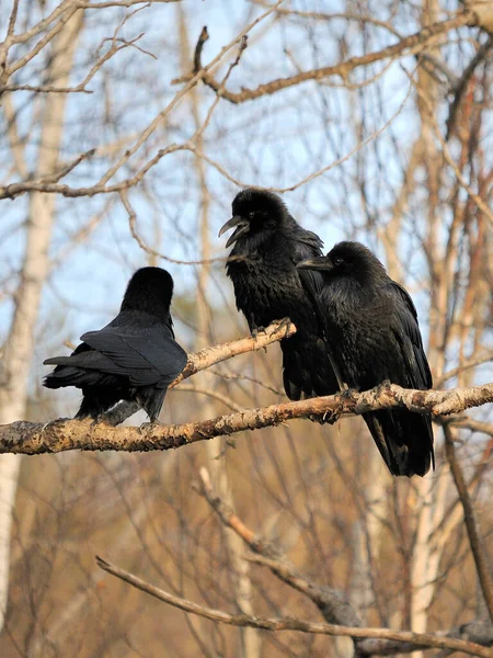 Raven Aves Close Perfil Vista Empoleirado Ramos Conjunto Com Fundo — Fotografia de Stock