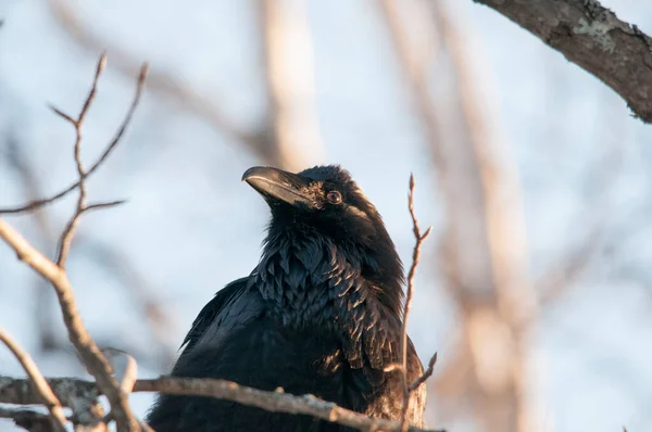 Korp Fågel Sittande Huvud Närbild Sin Omgivning Och Miljö — Stockfoto