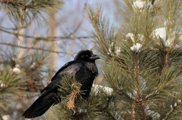 Korp Fågel Närbild Profil Uppflugen Ett Träd Gren Med Snö — Stockfoto