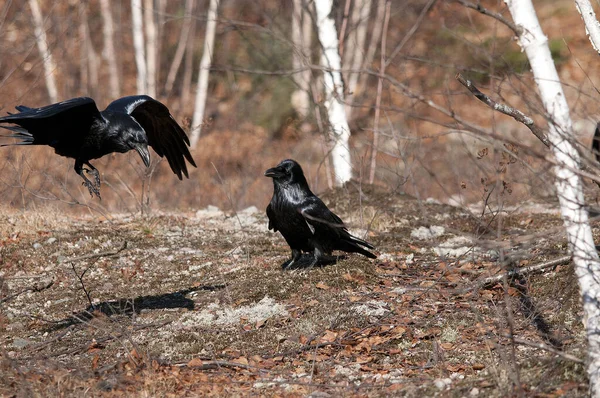 Raven Birds Close Profile View Ground Flying Making Show Bokeh — Fotografia de Stock