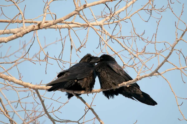 Raven birds couple perched, kissing, close-up profile view with a blue sky background in its habitat and environment displaying their black plumage, beaks, eyes, feet. Love birds.