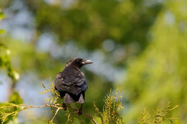 Raven Bird Close Profile View Empoleirado Com Fundo Bokeh Seu — Fotografia de Stock