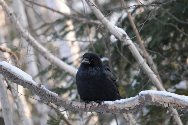 Raven Bird Close Profile View Empoleirado Ramo Com Neve Temporada — Fotografia de Stock