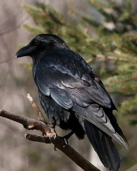 Raven Bird Close Profile View Empoleirado Com Fundo Bokeh Seu — Fotografia de Stock