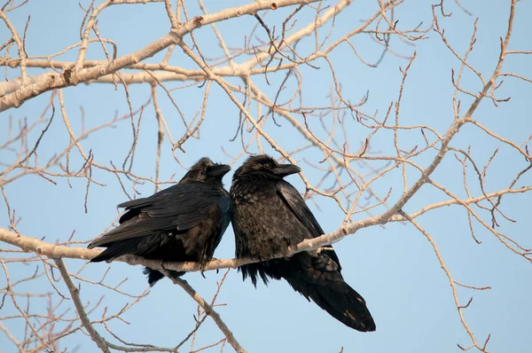 Les Oiseaux Corbeaux Accouplent Une Vue Profil Rapprochée Perchée Avec — Photo