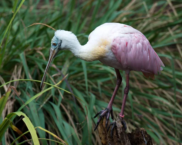 Roseate Spoonbill Ptak Zbliżenie Profil Widok Siedzący Kikucie Wyświetlające Różowe — Zdjęcie stockowe