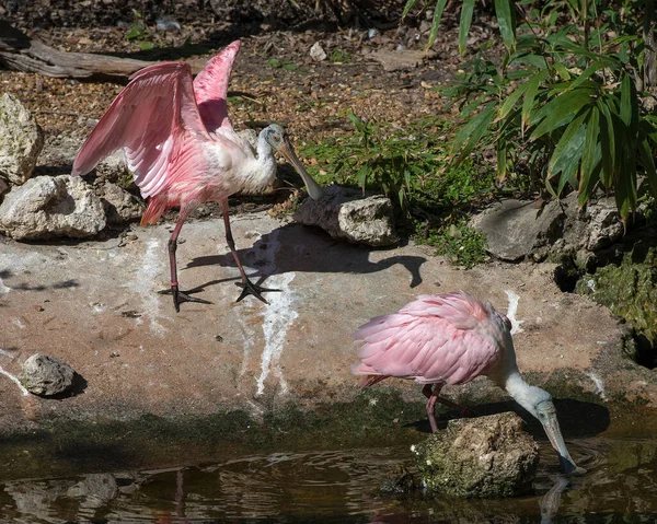 Roseate Spoonbill Πουλί Ζευγάρι Από Νερό Εμφανίζοντας Ροζ Φτερά Φτέρωμα — Φωτογραφία Αρχείου