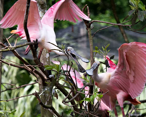 Roseate Spoonbill Pássaros Empoleirados Galhos Árvore Com Asas Abertas Com — Fotografia de Stock