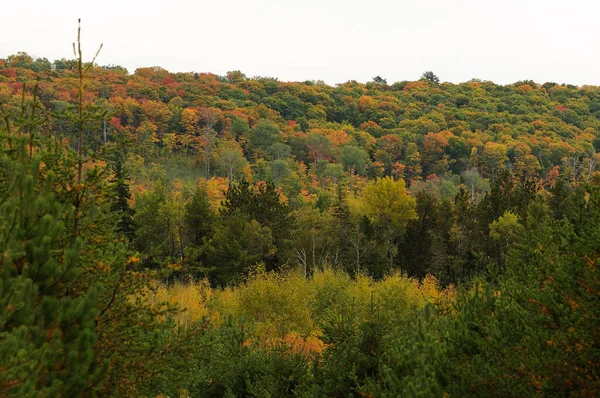 Podzimní Krajina Barevnou Přírodou Podzimní Scéna Barevnými Stromy Voda Kočičí — Stock fotografie