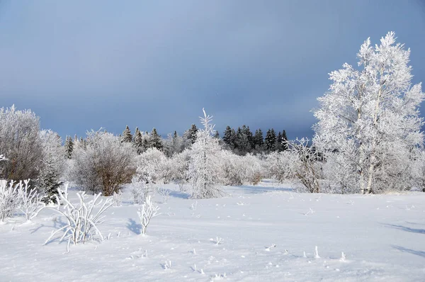 Téli Táj Fagyos Fákkal Napfényben Sütkérezve Kék Égbolttal Szépsége Természetben — Stock Fotó