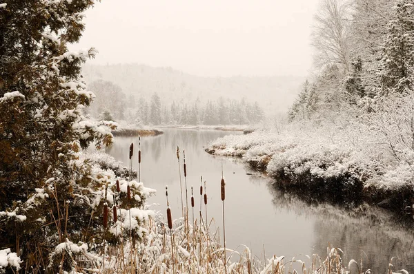 Winterlandschaft Mit Frostbäumen Mit Schneedecke Fluss Mit Rohrkolben Seine Schönheit — Stockfoto