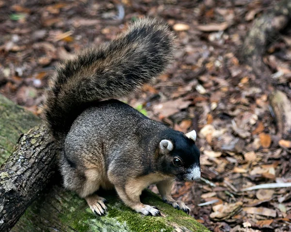 Fox Squirrel Bir Dala Oturmuş Vücudunu Temizliyor Vücudunu Başını Gözünü — Stok fotoğraf