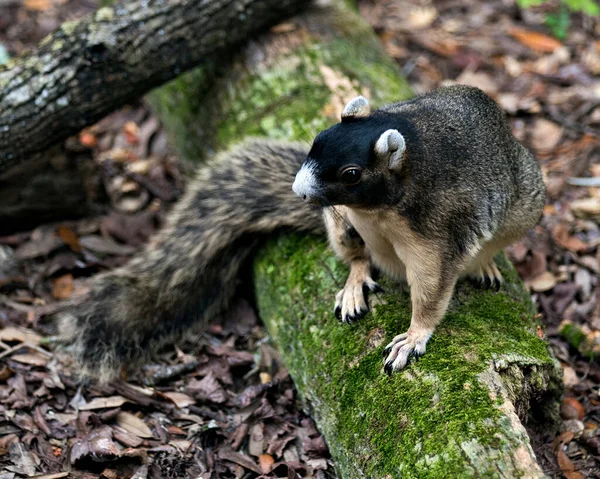 Fox Eichhörnchen Sitzt Auf Einem Ast Und Reinigt Seinen Körper — Stockfoto