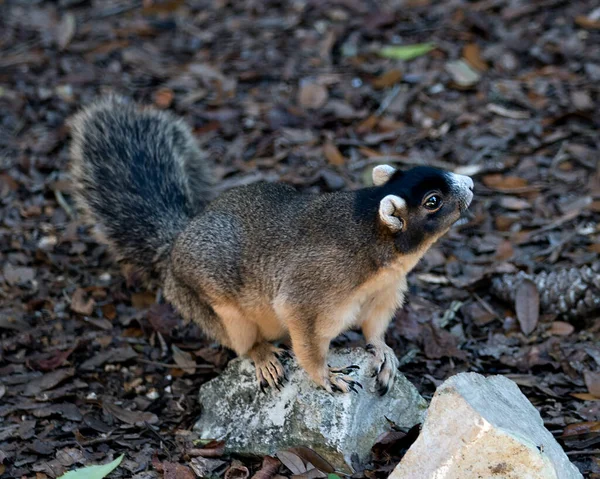 Fox Squirrel Sitting Branch Eating Enjoying Its Surrounding Environment Nice — Stock Photo, Image