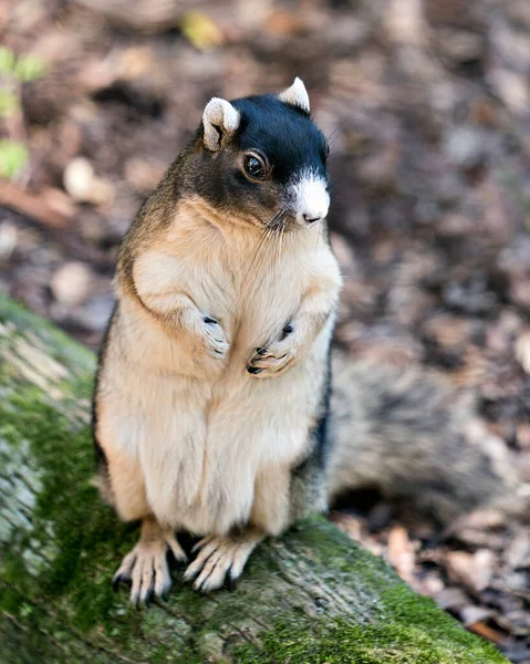 Fox Eichhörnchen Sitzt Auf Einem Ast Fressen Und Genießen Seine — Stockfoto