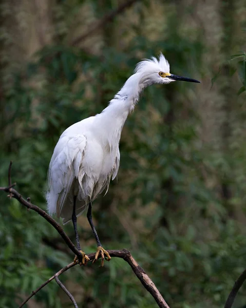 날개가 나뭇가지에 환경을 즐기고 Egret — 스톡 사진