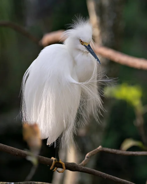 Snowy Egret Ptak Zbliżenie Profil Widok Siedzący Gałęzi Bokeh Tle — Zdjęcie stockowe