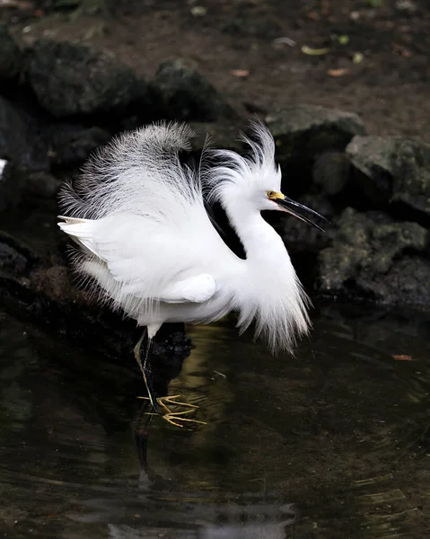 Snowy Egret Zbliżenie Profil Widok Stojący Gałęzi Jego Puszyste Skrzydła — Zdjęcie stockowe