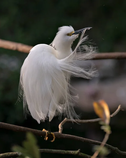 Snowy Egret Zbliżenie Profil Widok Stojący Gałęzi Jego Puszyste Skrzydła — Zdjęcie stockowe